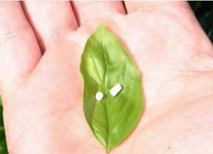 natural hormone therapy